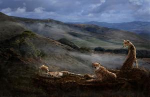 Melinda Hughes-Berland Receives 1st Place, Outstanding Achievement In Wildlife For Cheetah Ridge